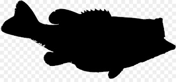 Conch Seashell Silhouette Photography Image -  