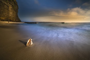 Conch Shell on Seashore