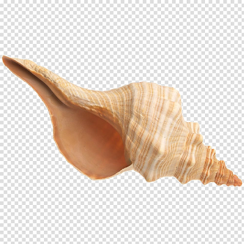 Conch Transparent Images