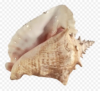 Conchology, Cockle, Conch, Shankha PNG