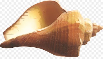 Conchology, Conch, Trumpet, Shankha, Joint PNG