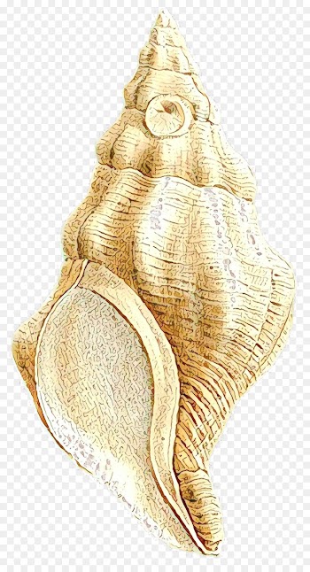 Conchology, Conch, Trumpet, Shankha PNG