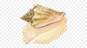 Conchology, Conch, Trumpet, Shankha PNG
