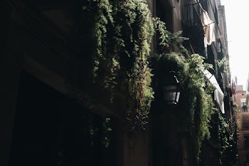 Concrete Building Surrounded by Potted Vine Plants