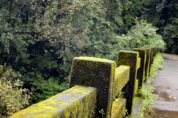 Concrete Fence With Green Moss Near Green Tree