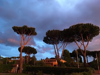 Concrete Houses Surrounded With Trees