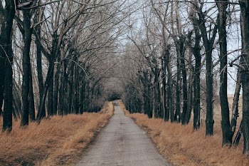 concrete road beside tree