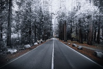 concrete road between forest
