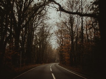 Concrete Road Between Inline Trees