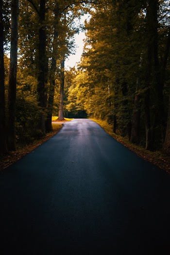 Concrete Road Between Trees
