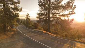 Concrete Road Between Trees