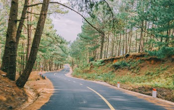 Concrete Road Between Trees