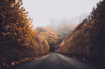 concrete road between trees with autumn leaves
