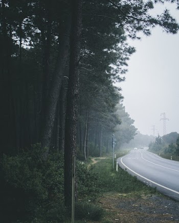 Concrete Road Near Forest