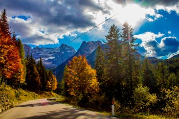 Concrete Road Surrounded With Pine Trees Under Blue Sky