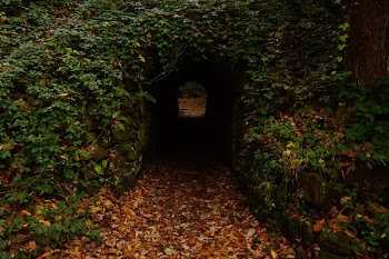 Concrete Tunnel in Forest