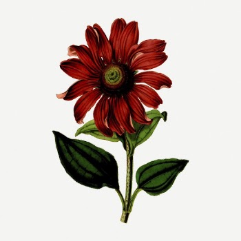 Coneflower collage element, flower vintage | Free PSD - rawpixel