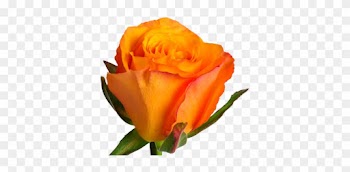 Confidential - Rose Confidential