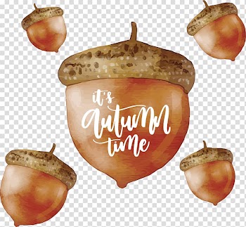 Conifer cone Autumn, Hand painted pine cone autumn Poster transparent background PNG clipart