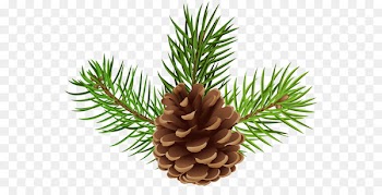 Conifer cone Clip art Portable Network Graphics Image Royalty-free - pinecone border 
