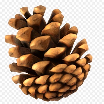 Conifer cone Pine - Yellow minimalist pine cone 