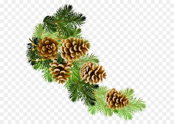 Conifer cone Scots pine Branch Clip art - Transparent Pine Branch with Cones PNG Clipart 