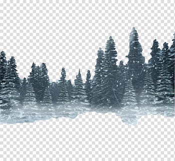 Conifer tree illustration, Snow Forest Winter, forest transparent background PNG clipart