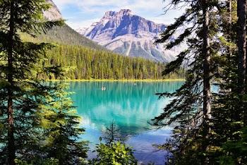 Coniferous Trees Near Body of Water