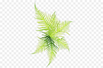 Conifers Clip art - Graced the grass,Rhythm of life 
