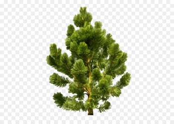 Conifers Portable Network Graphics Conifer cone Scots pine Spruce - cedrus outline 
