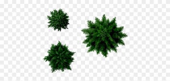 Conifers Tree Top Image - Pine Tree Top View Png