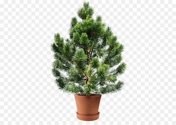 Conifers White fir Spruce Clip art Tree - cedrus business 