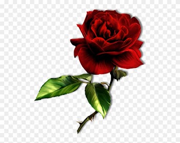 Contact - Dark Red Rose Png