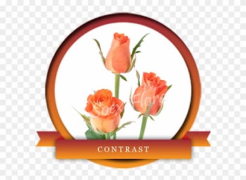 Contrast Is An Elegant Blend Of Orange Colored Bottom - Garden Roses