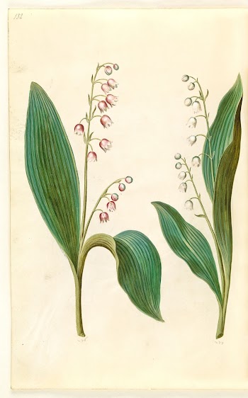 Convallaria majalis rosea (red lily | Free Photo - rawpixel