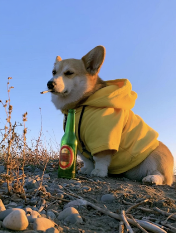 Cool Corgi in Yellow Hoodie on Rocky Hillside
