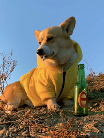 Cool Corgi in Yellow Hoodie with Beer Bottle