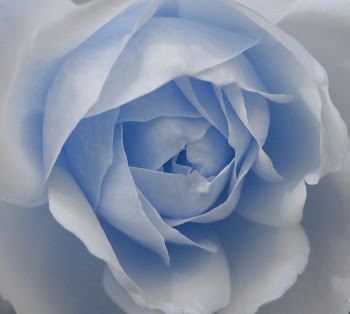cool rose.jpg