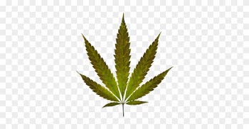 Coolest Marijuana Leaf Transparent Background Pin Free - Marijuana Leaf Real