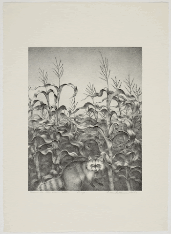 Coon in the Corn Patch. | Free Photo - rawpixel