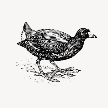 Coot bird clipart, drawing illustration | Free Vector Illustration - rawpixel