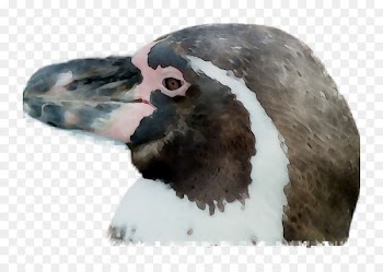 Copenhagen Zoo, Bird, Donkey, Beak PNG