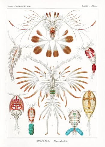 Copepoda&ndash;Ruderkrebse from Kunstformen der Natur (1904) by Ernst .. | Free public domain illustration - 2271893