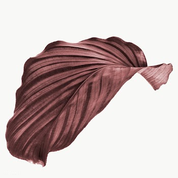 Copper Calathea Orbifolia leaf design resource | Free  transparent png - 2362849