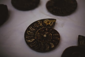 Copper Conch Shell Coin