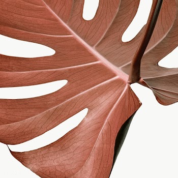 Copper monstera leaf design element | Free  transparent png - 2280673