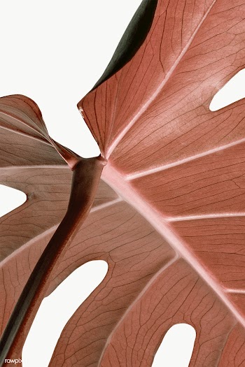 Copper monstera leaf design element | Free  transparent png - 2280675