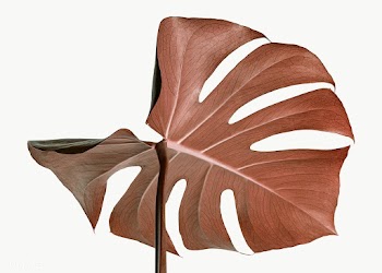 Copper monstera leaf design resource | Free  transparent png - 2362795