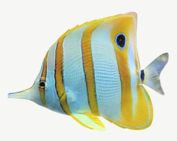 Copperband butterflyfish collage element, isolated | Free PSD - rawpixel