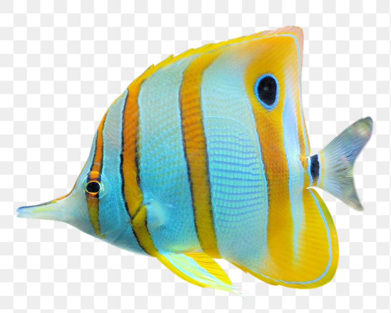 Copperband butterflyfish png sticker, animal | Free PNG - rawpixel